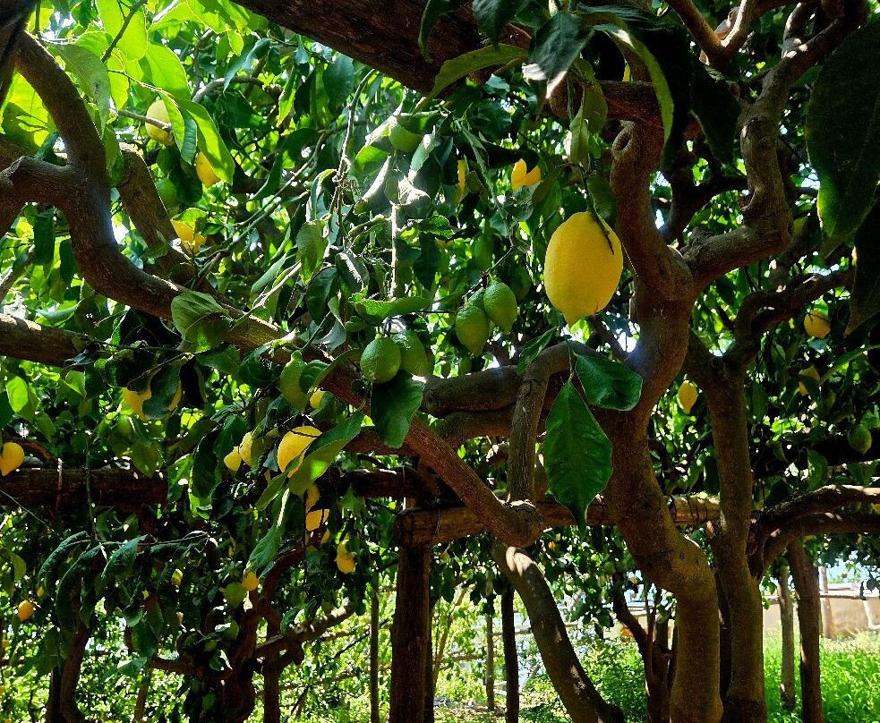Sentiero dei Limoni-马奥莱必去景点