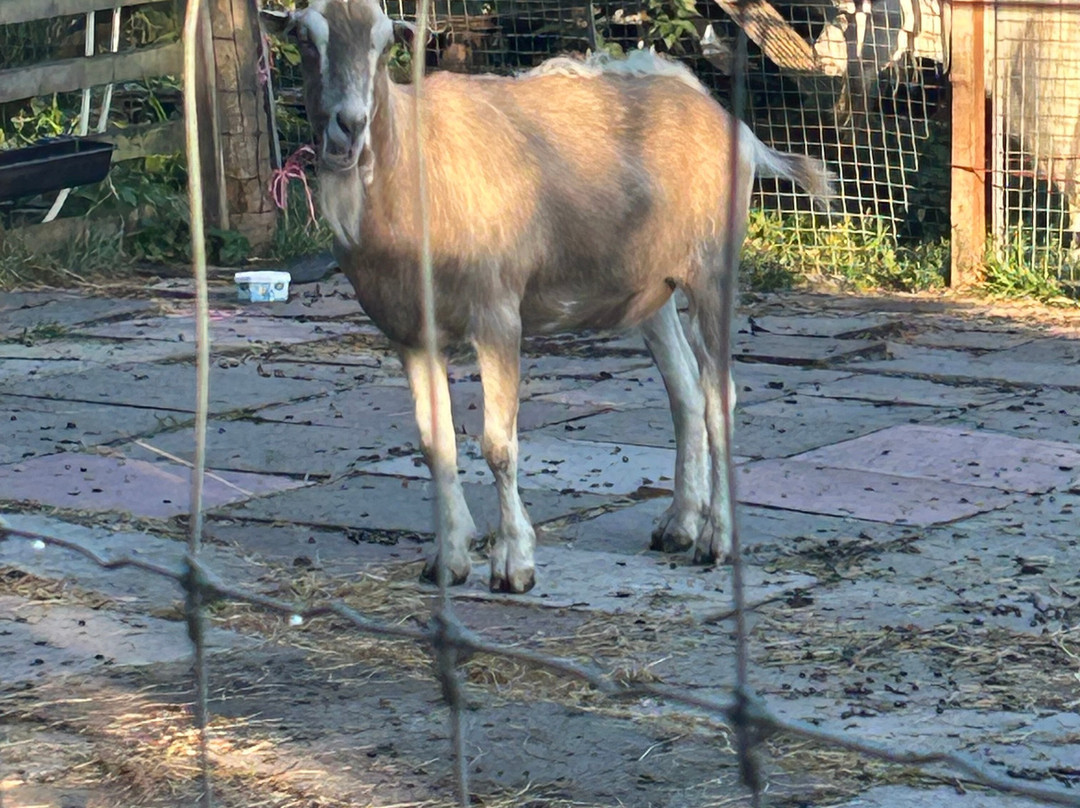 维甘红狮, 马斯顿旅馆主图