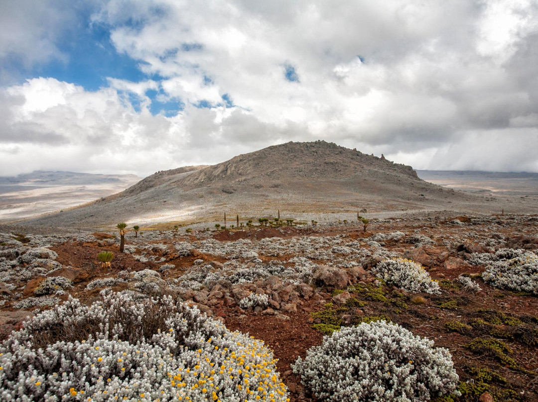 Bale Trek Ethiopia Tours-Goba必去景点