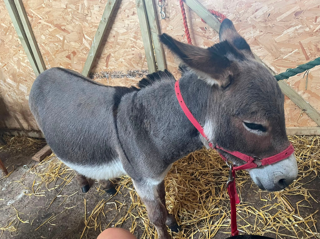 Kinedale Donkeys-Ballynahinch必去景点