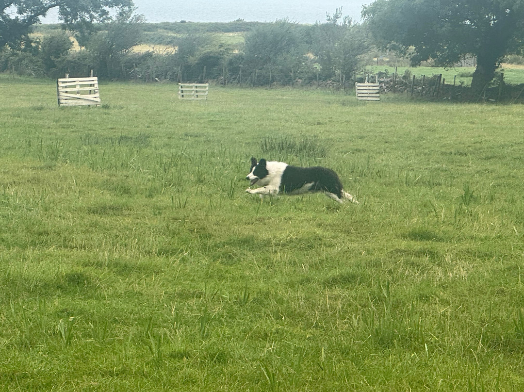 West Kerry Sheep Dog Demonstrations-凯里郡必去景点