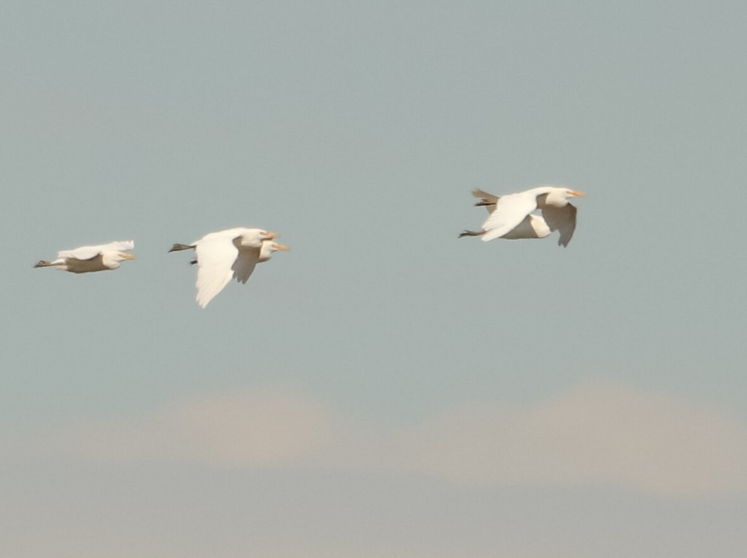 Birds Of Poole Harbour Events-普尔必去景点