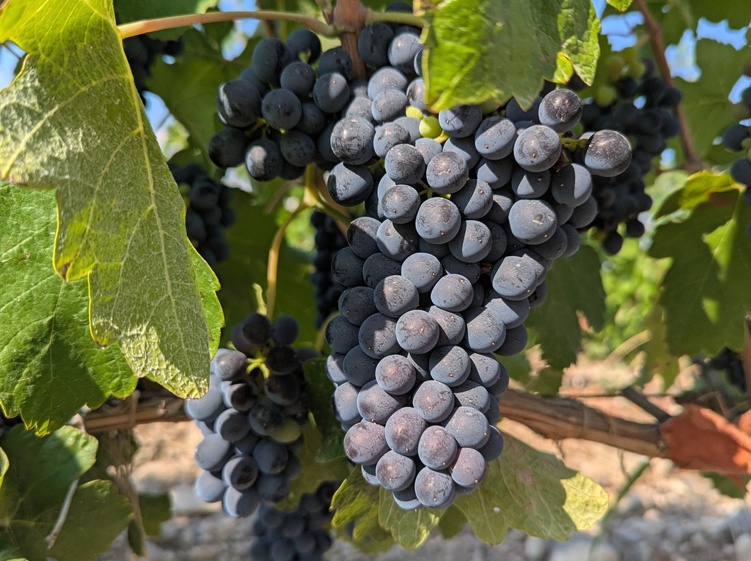 Voskeni Wines-Araks必去景点