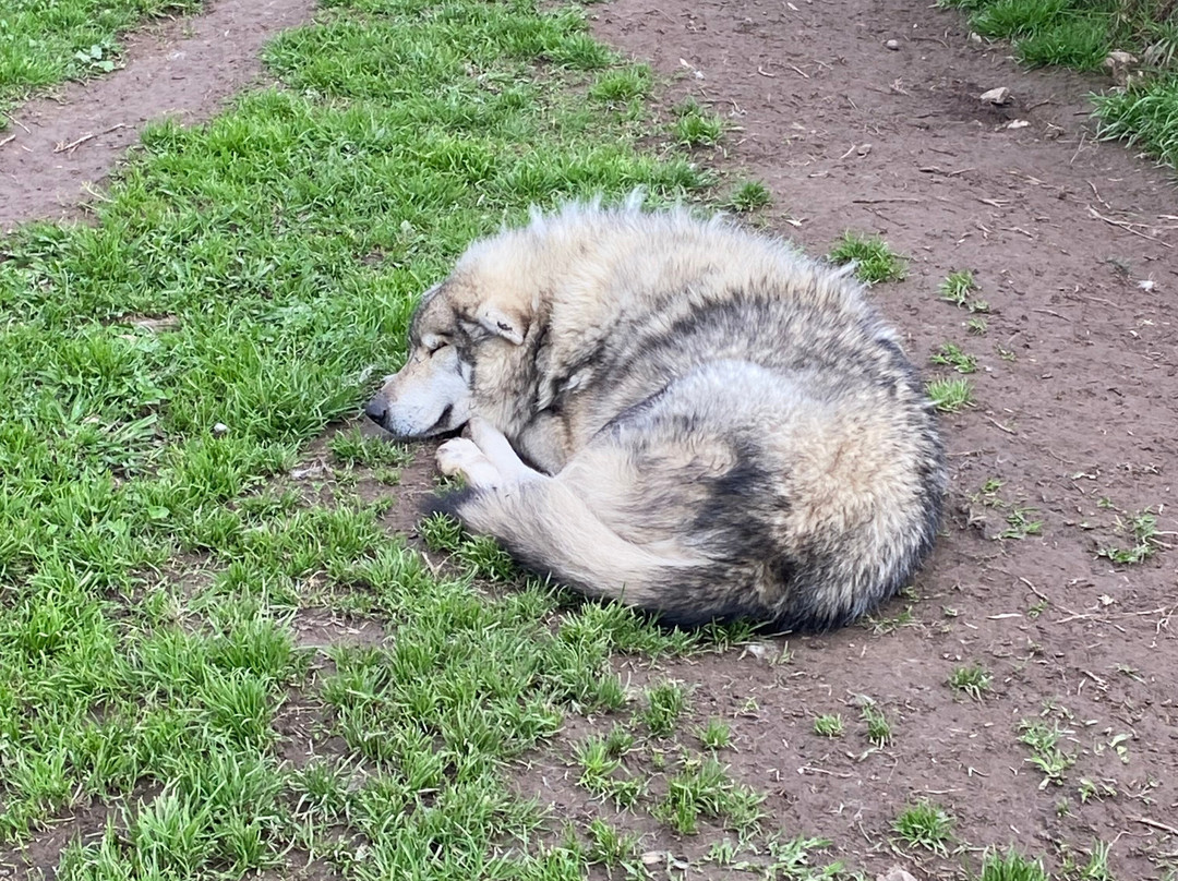 Garden Route Wolf Sanctuary-普利登堡湾必去景点