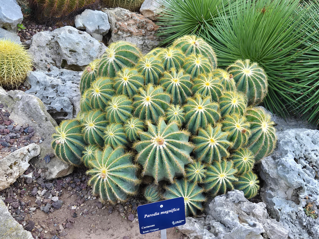 Jardin Exotique de Monaco-摩纳哥城必去景点