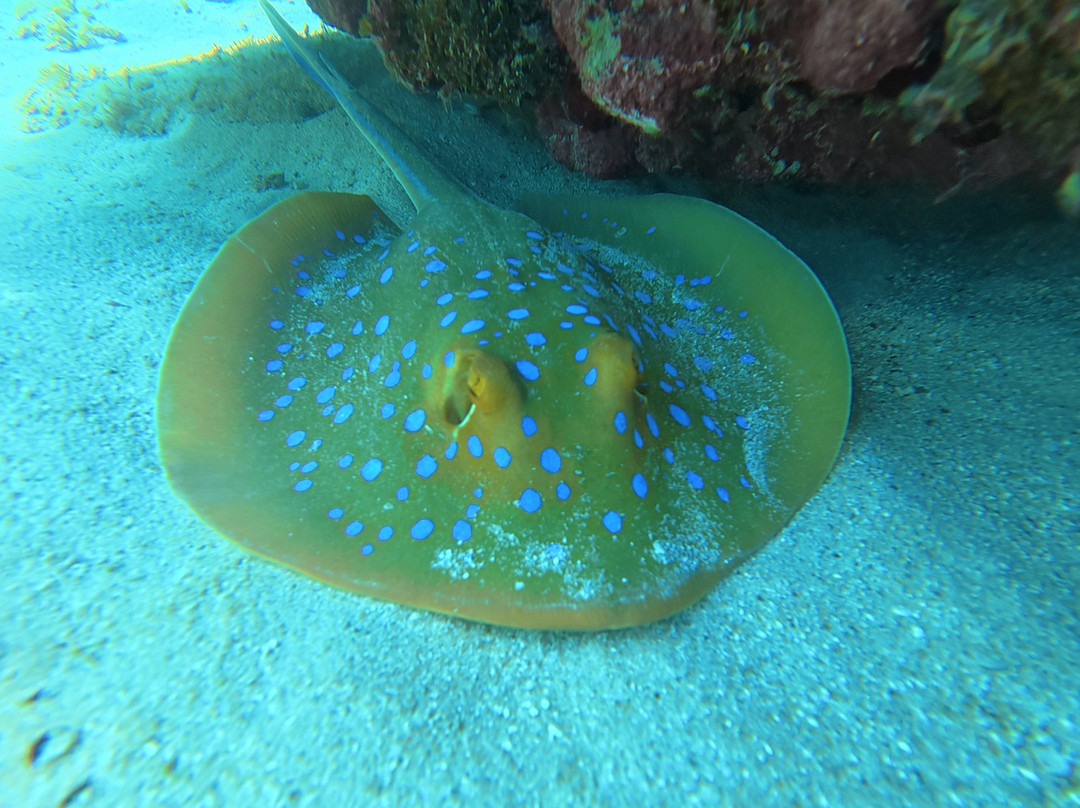 Daymaniat Shells-马斯喀特必去景点