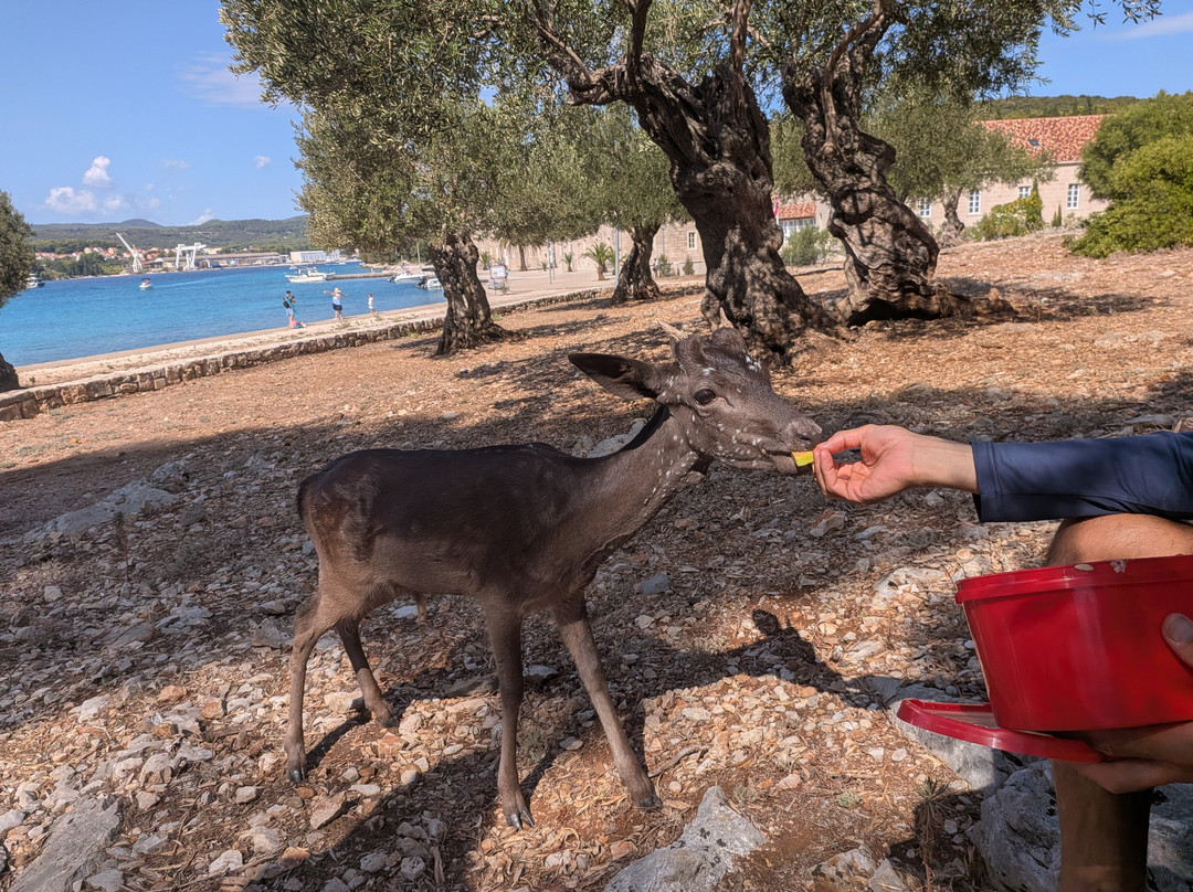 Korcula Waterfront Accommodation主图