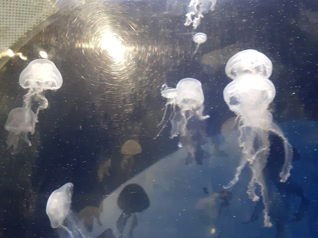 Anglesey Sea Zoo Sw Mor Mon-Brynsiencyn必去景点