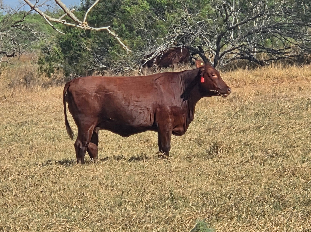 King Ranch Visitor Center-Kingsville必去景点