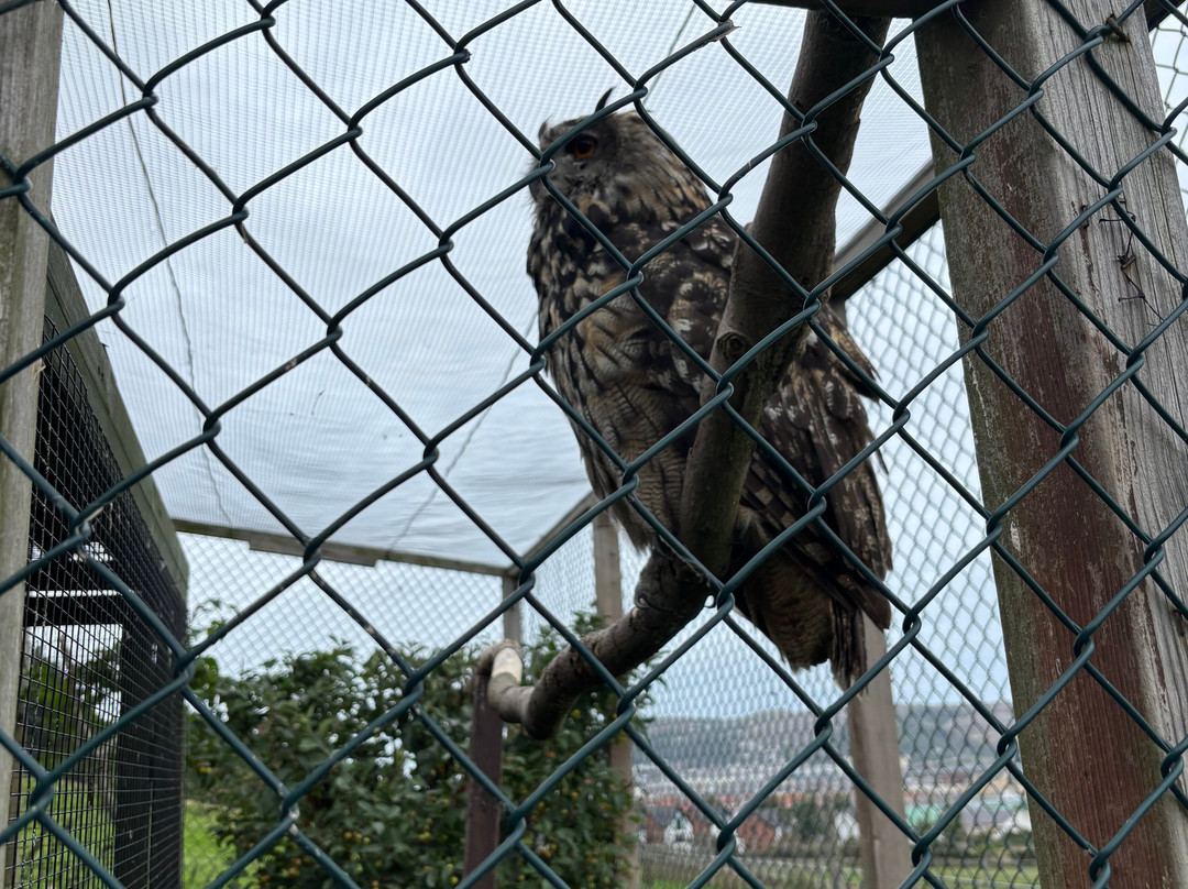 The Owls Trust-兰迪德诺必去景点