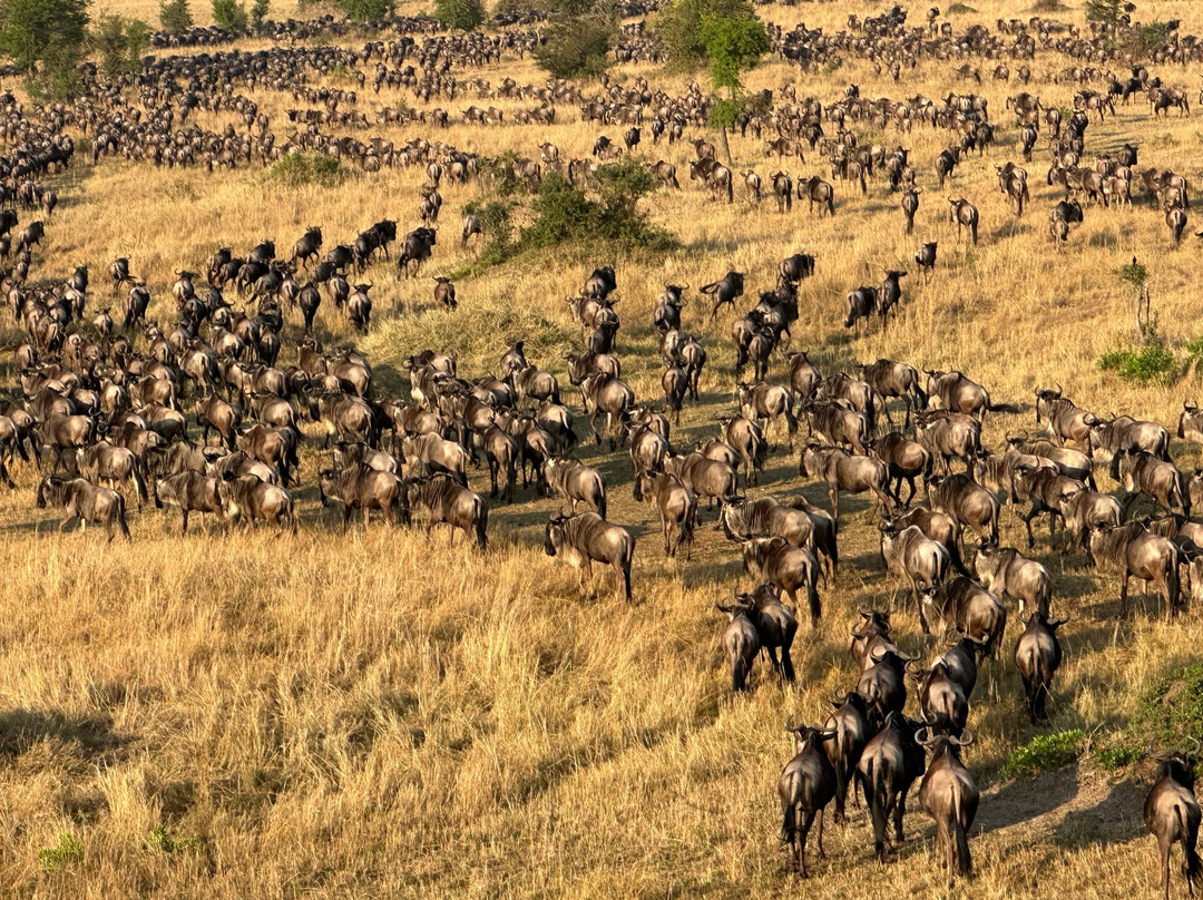 Serengeti Balloon Safaris-塞伦盖蒂国家公园必去景点