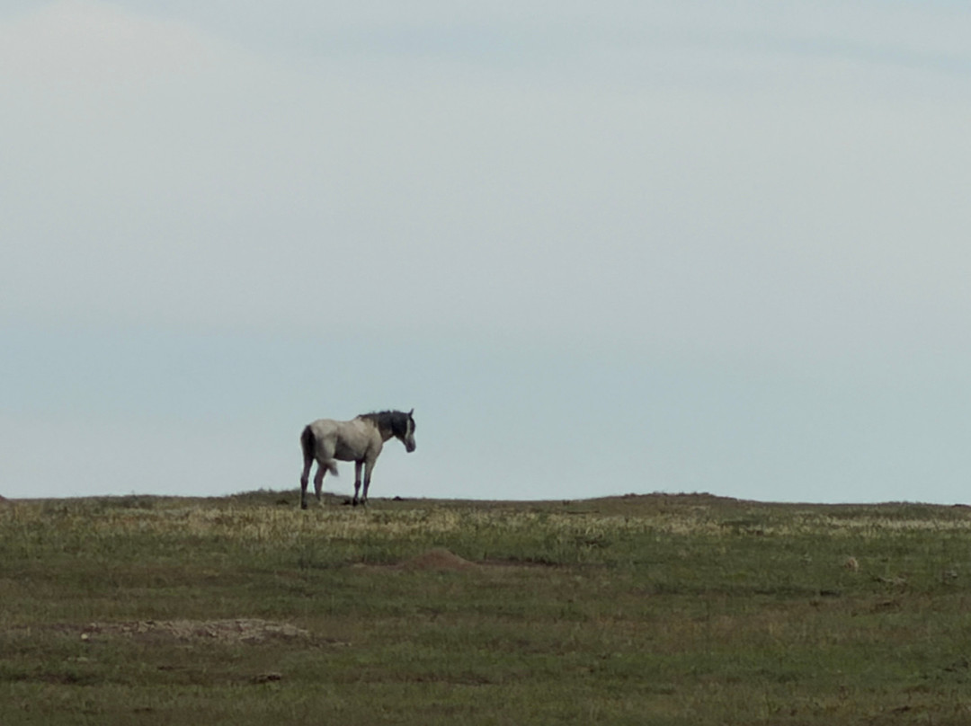 Theodore Roosevelt National Park-Medora必去景点