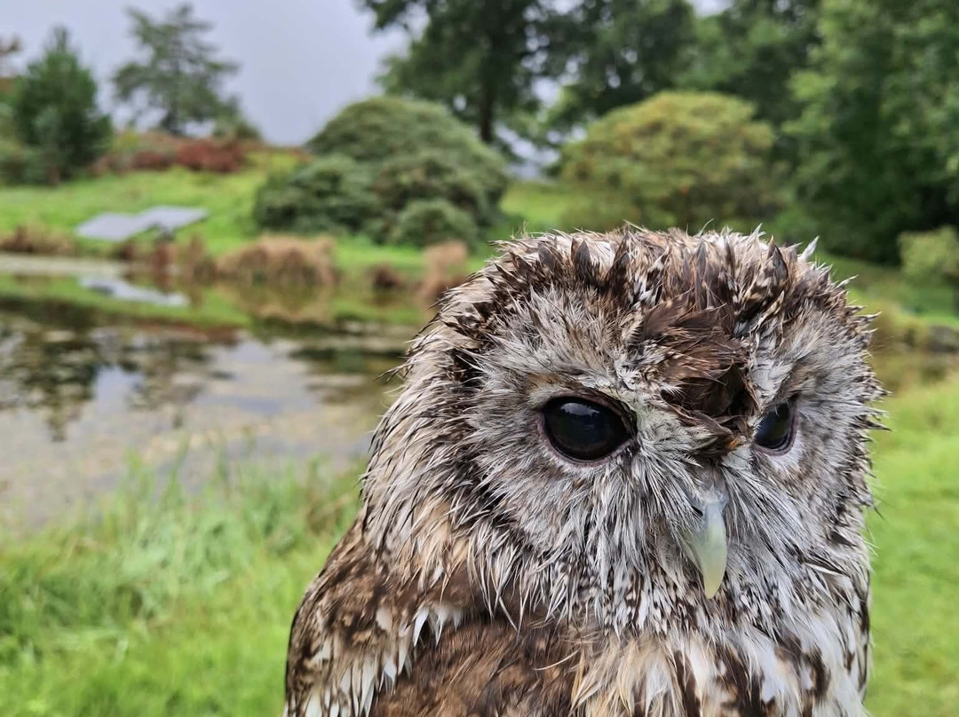Kintail Birds of Prey Argyll-Dalmally必去景点