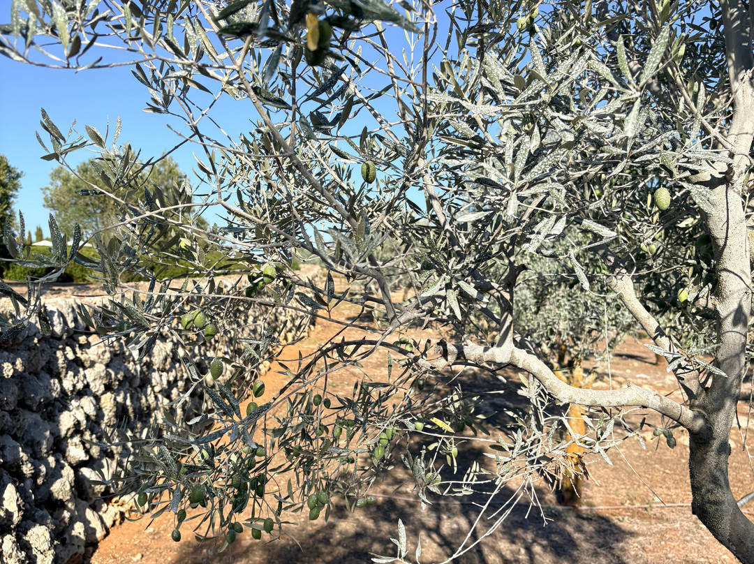 Bodegas Torralbenc-Cala en Porter必去景点