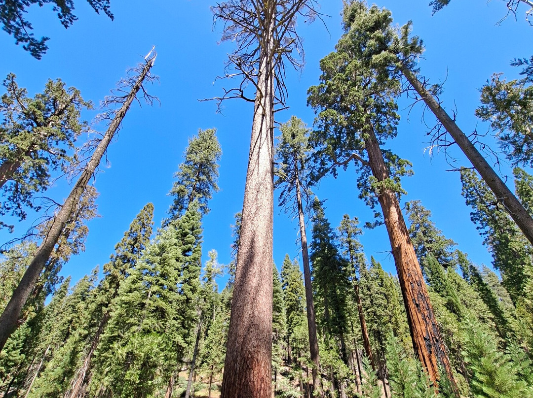 Mariposa Grove of Giant Sequoias-优胜美地国家公园必去景点