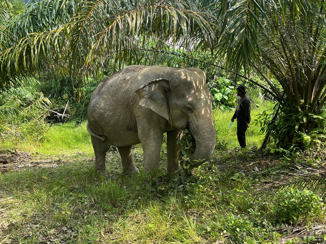 Following Giants - Krabi-Khlong Hin必去景点