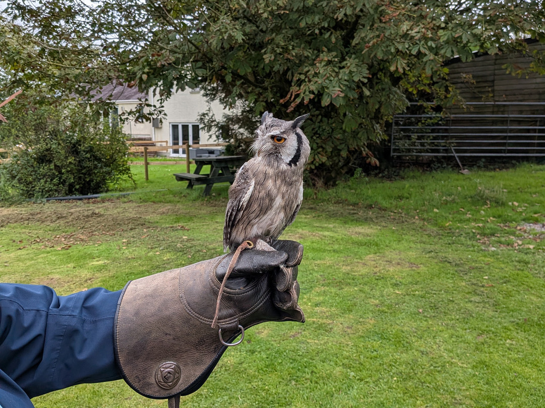 The British Bird of Prey Centre-喀麦登必去景点