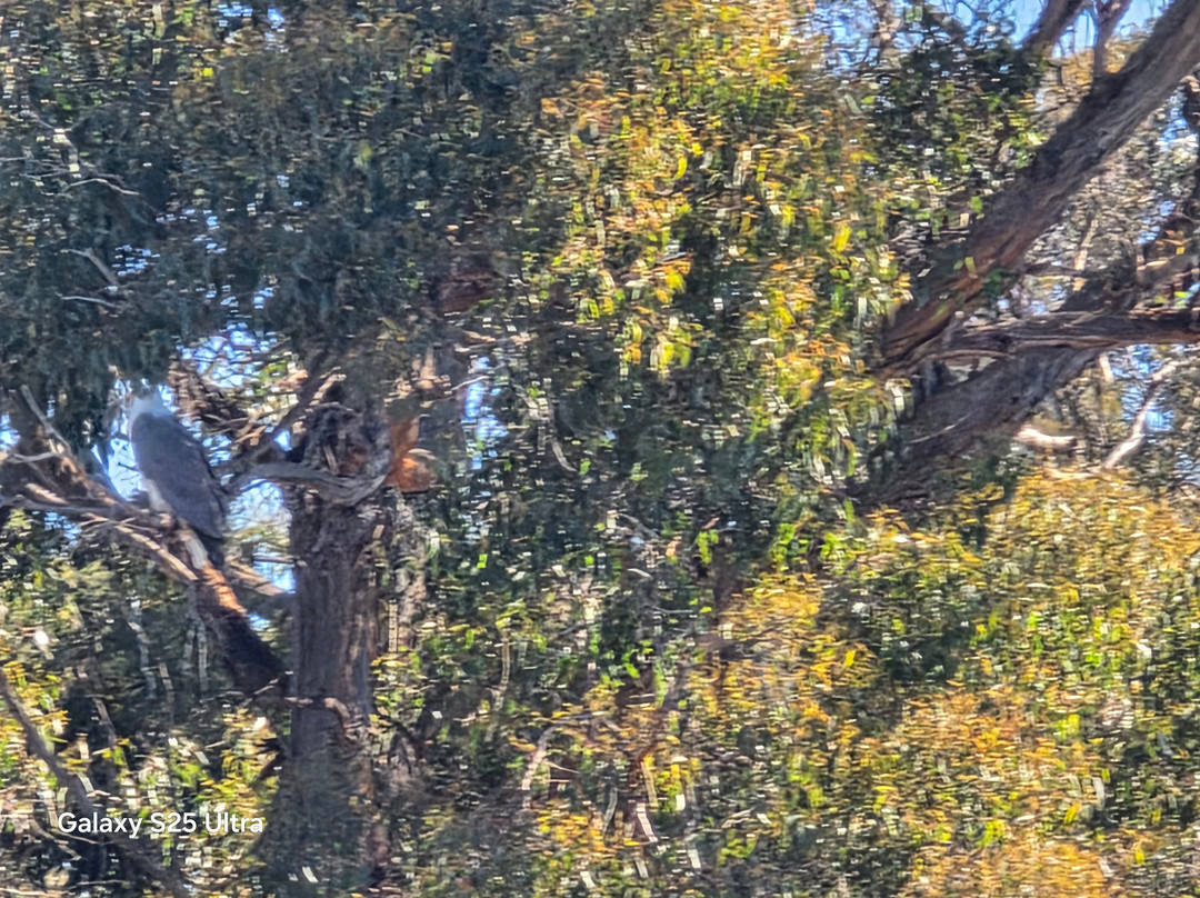 Leven River Cruises-Ulverstone必去景点