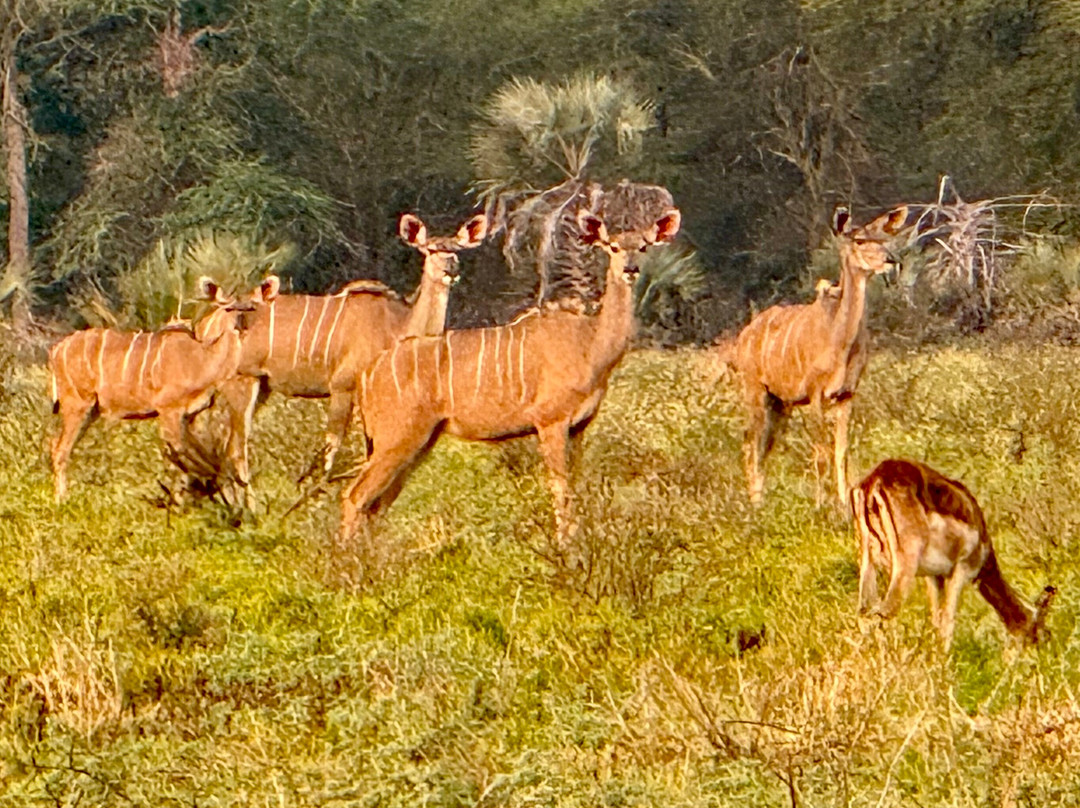 Parque Nacional Da Gorongosa-Gorongosa National Park必去景点