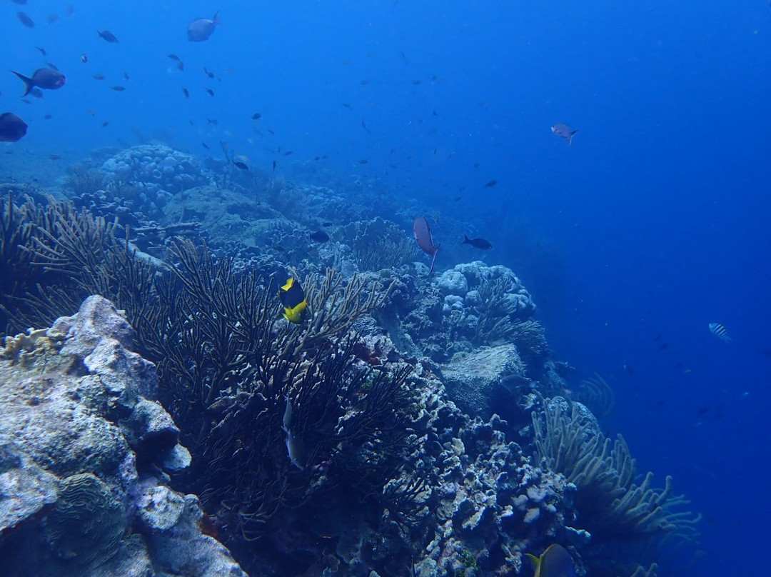 Scuba Guru - Diving Certification and Classes-布兰斯堡必去景点