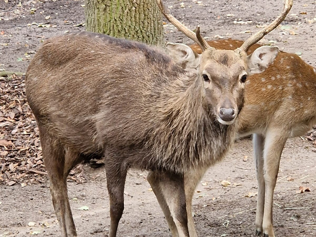 Heimattiergarten Schönebeck "Bierer Berg"-Schönebeck必去景点
