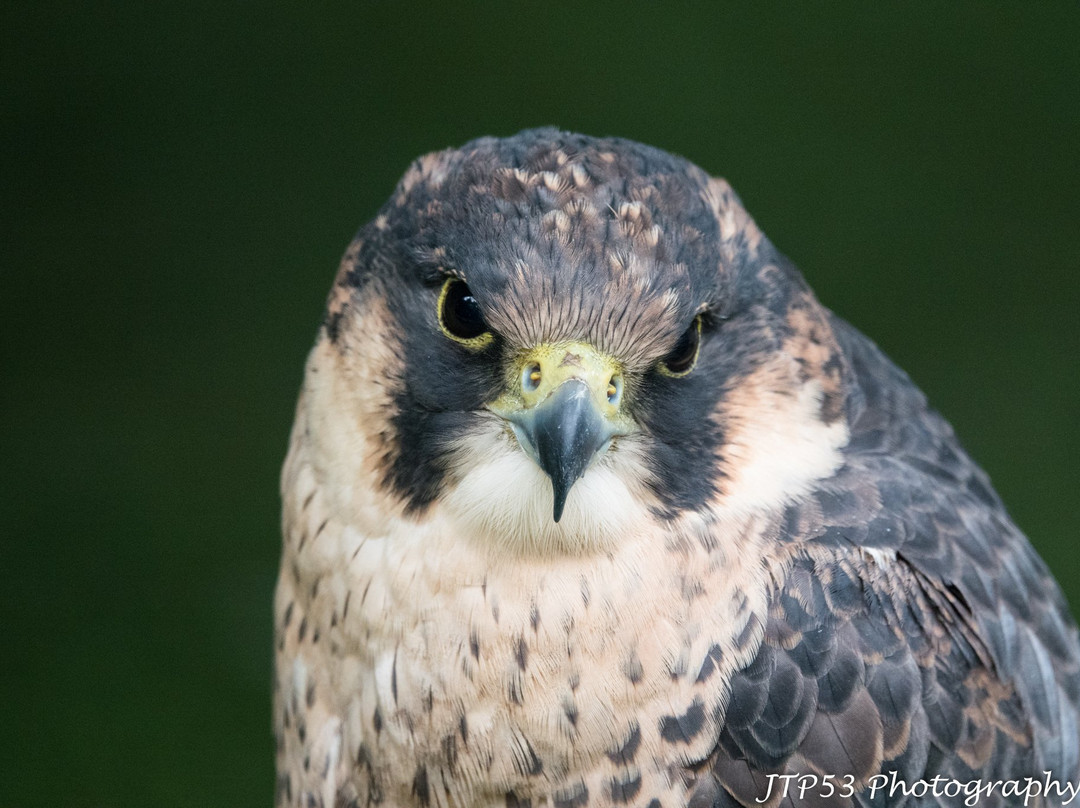 Loch Lomond Bird Of Prey Centre-Balloch必去景点