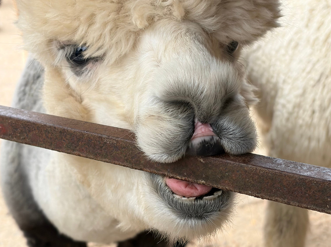 Alpaca Walking - With Spring Farm Alpacas-Fletching必去景点