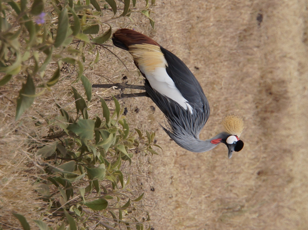 Tanzania-Experience-阿鲁沙必去景点