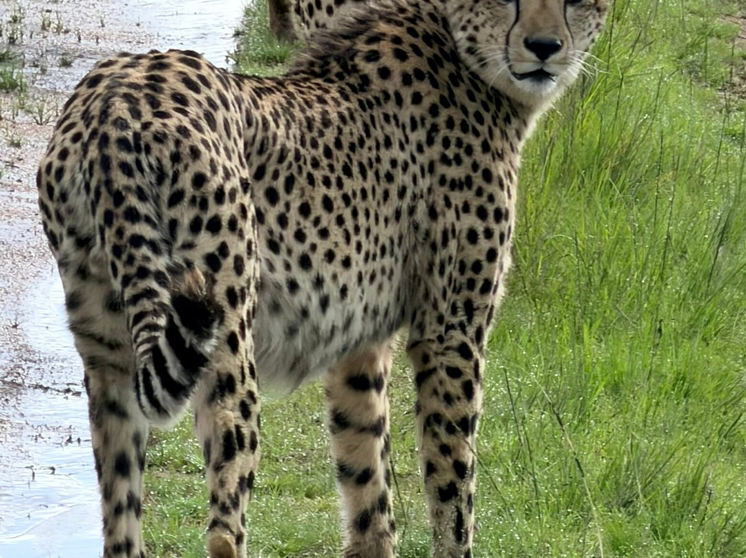 Botlierskop Private Game Reserve-莫塞尔贝必去景点