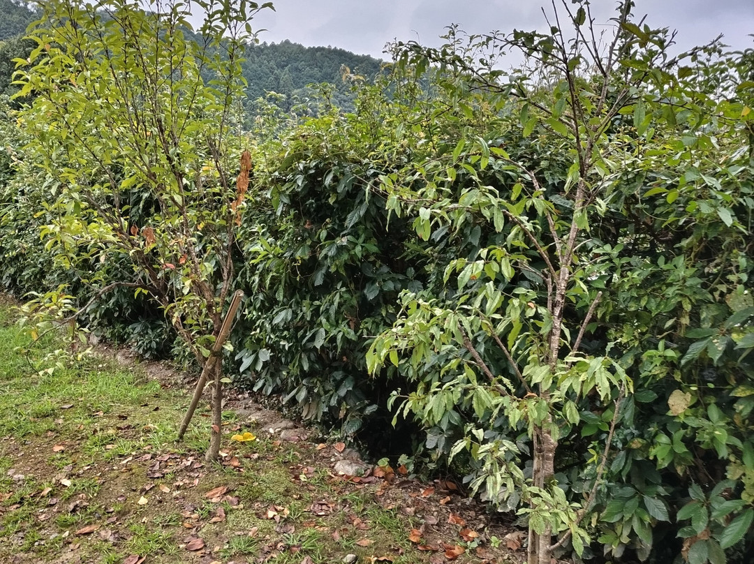 石舞台古坟-明日香村必去景点
