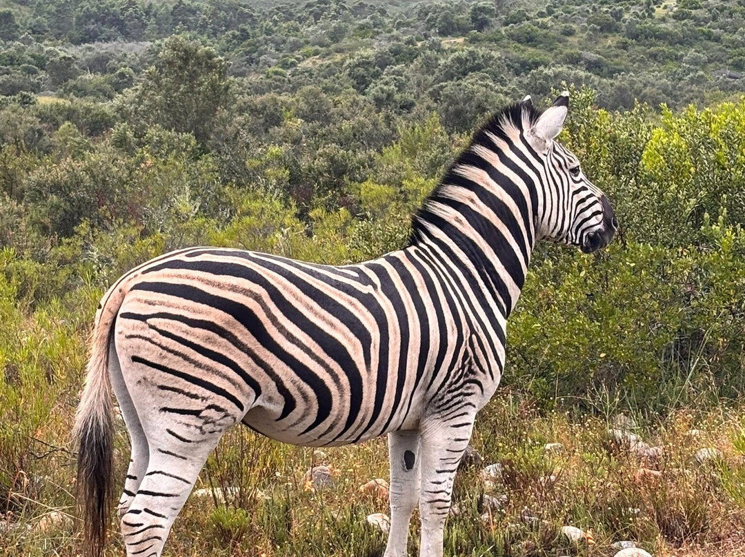 Lush African Safaris-Randpark Ridge必去景点