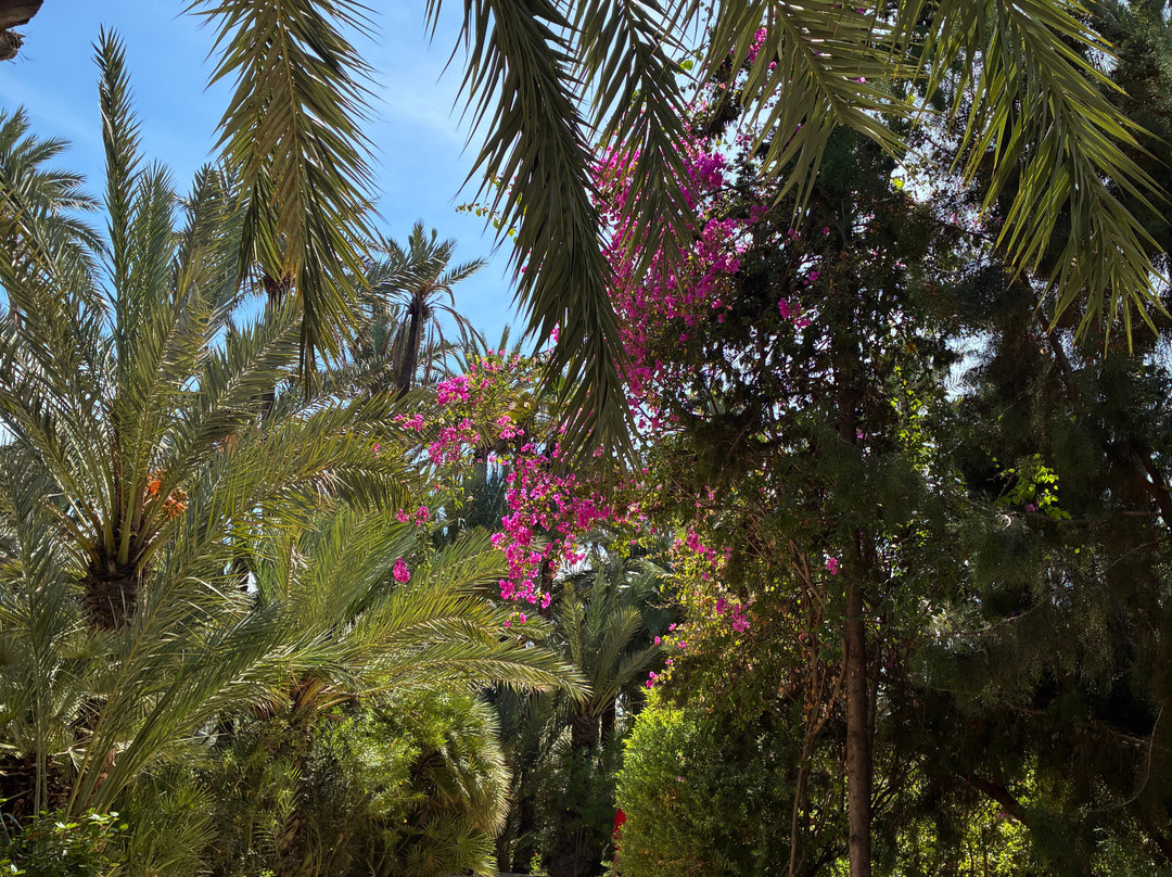 Parque El Palmeral-阿利坎特省必去景点