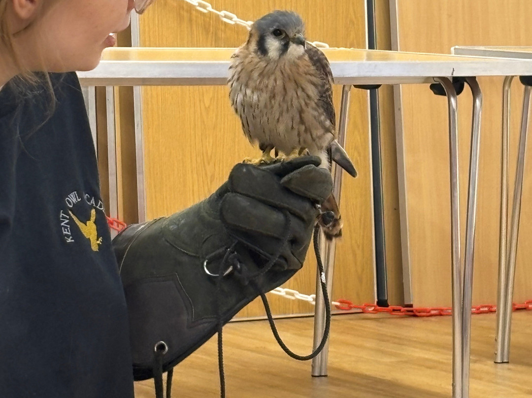 Kent Owl Academy-梅德斯通必去景点