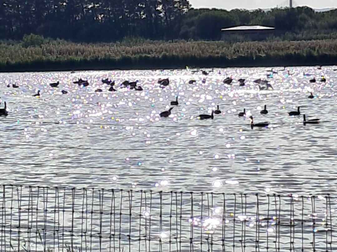 RSPB Burton Mere Wetlands-Neston必去景点