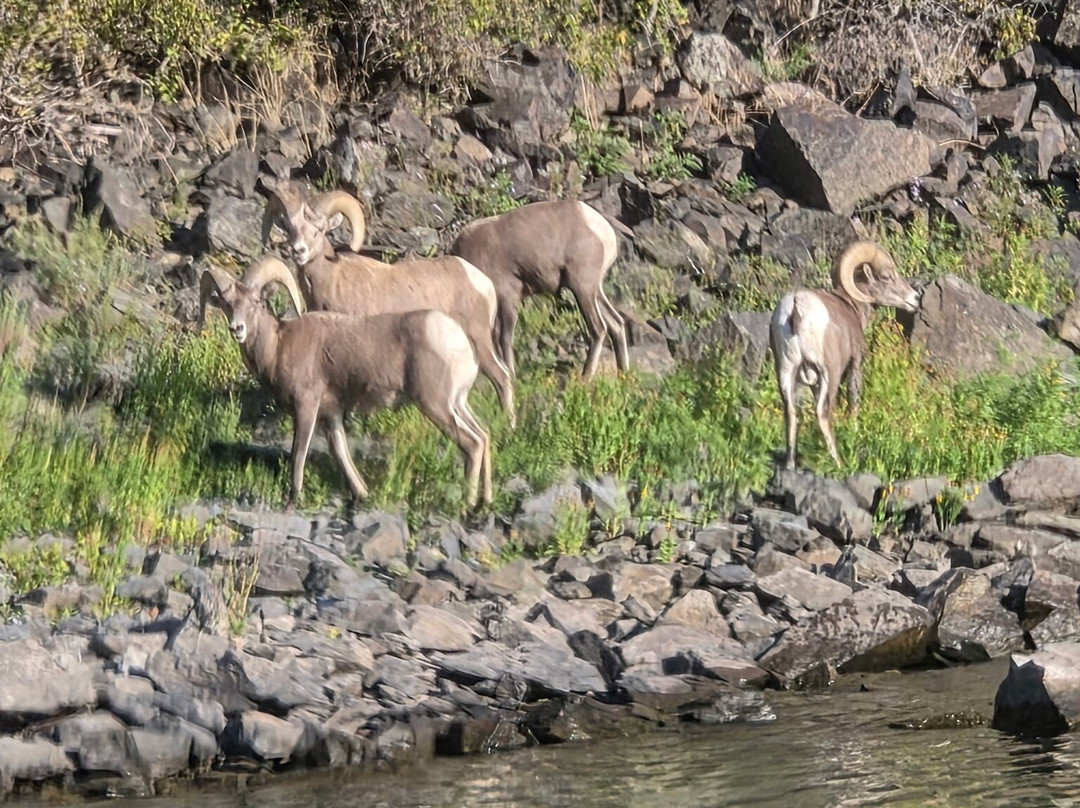 Snake River Adventures-刘易斯顿必去景点