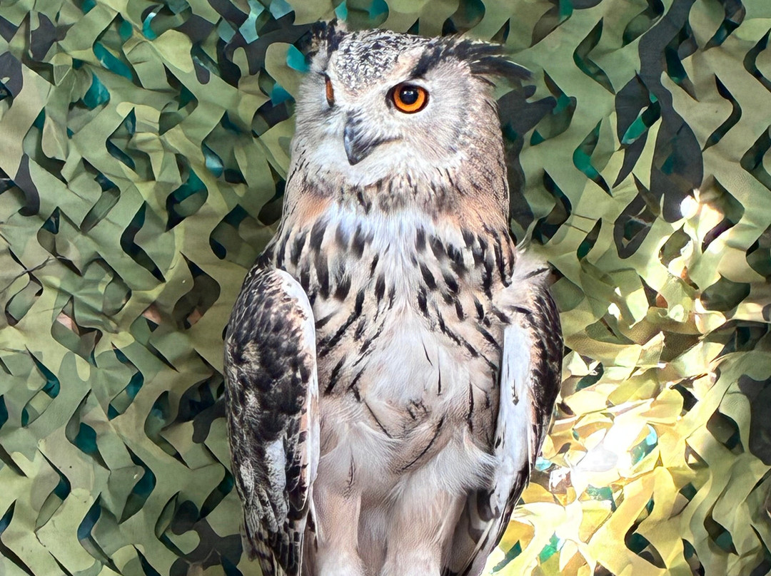 Totnes Rare Breeds Farm-托特尼斯必去景点