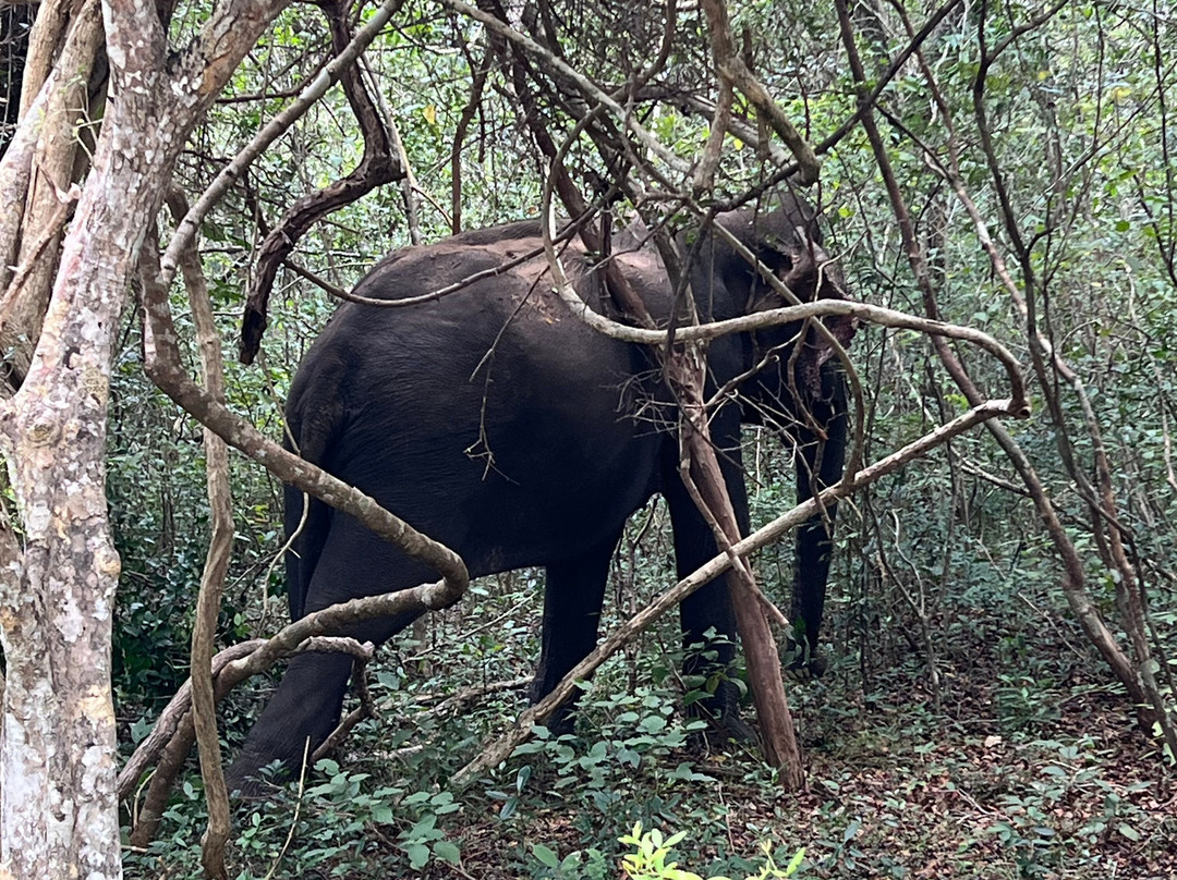 Wilpattu Megha Safari-阿努拉德普勒圣城必去景点