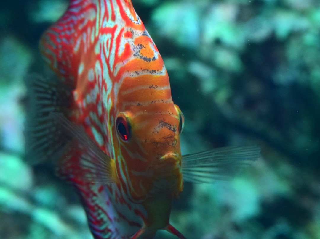 Sochi Discovery World Aquarium-Kurortny Gorodok必去景点