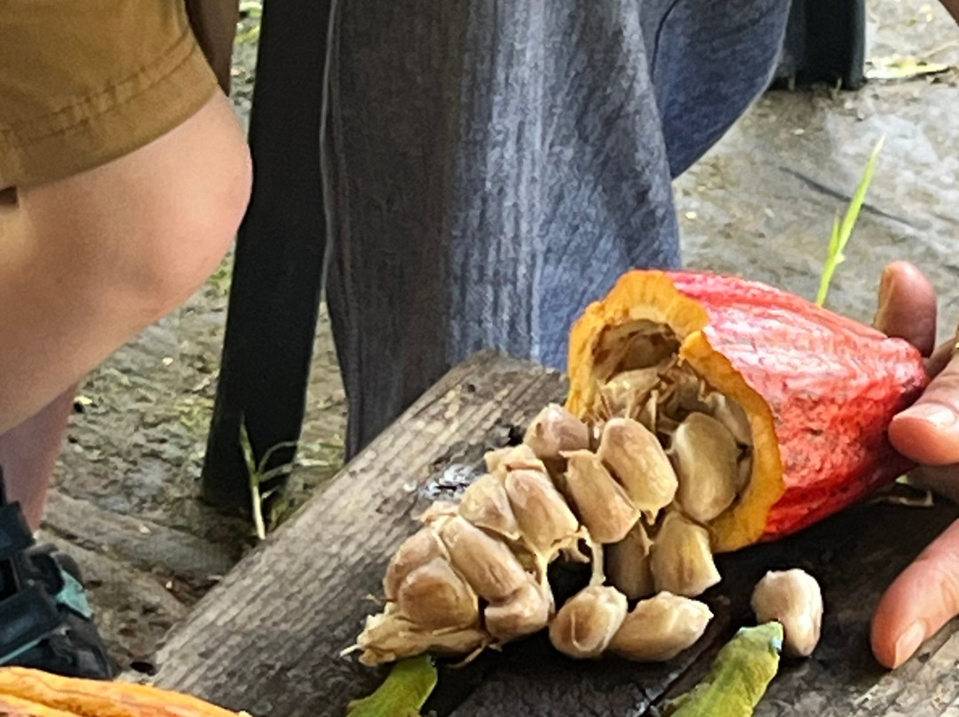 Hilo Shark Tours-帕派科欧必去景点