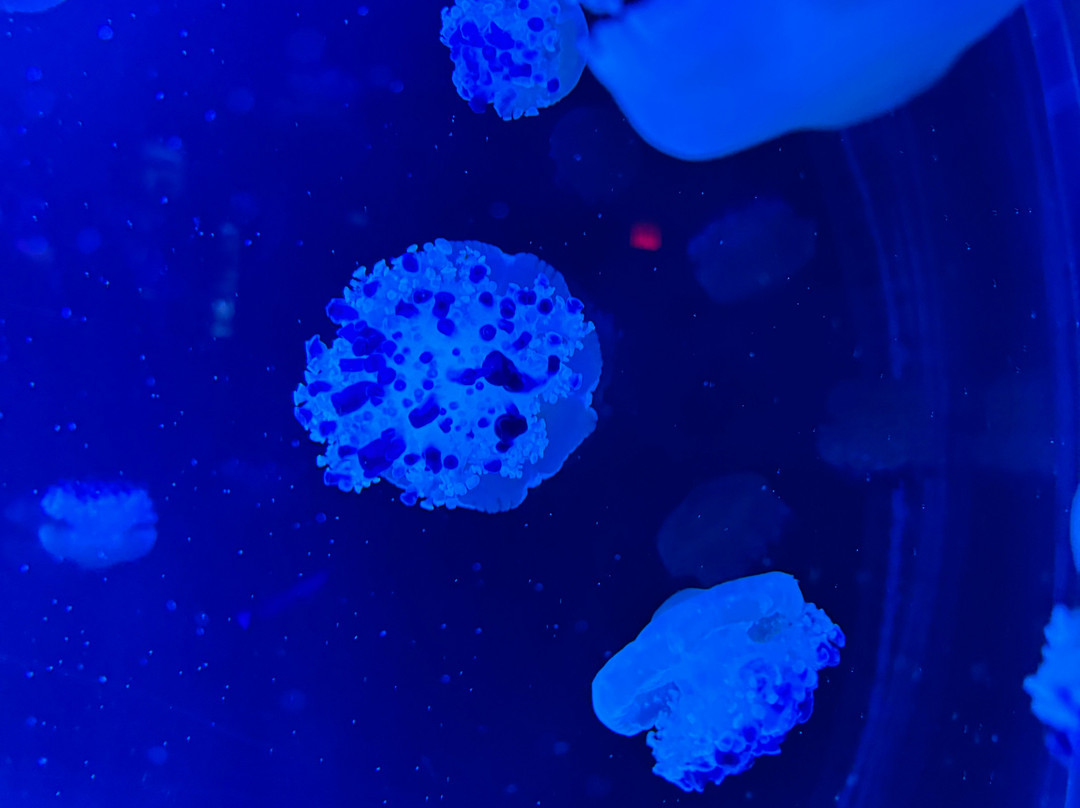 Jellyfish Museum-庞帕诺比奇必去景点