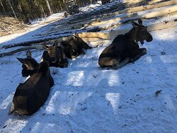 Sumarokovskaya Elk Farm景点图片