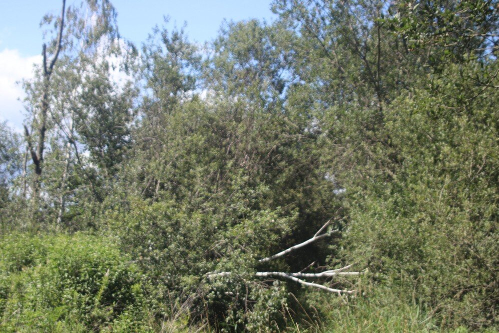 Wainfleet Bog Conservation Area-Wainfleet必去景点