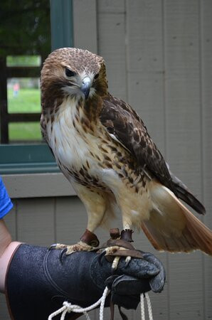 Ohio Bird Sanctuary景点图片