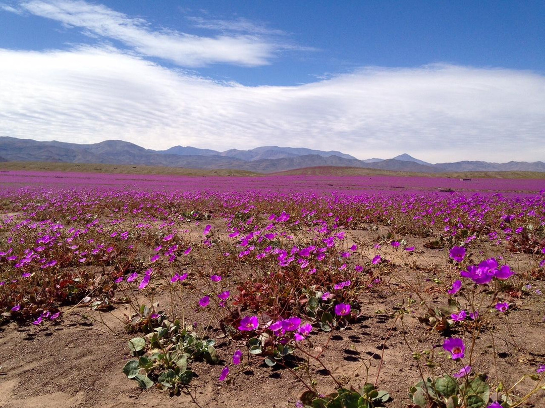 Desierto Florido景点图片