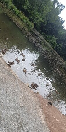 Drum Manor Forest Park景点图片