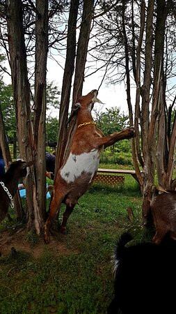 Haute Goat-Port Hope必去景点