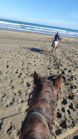 Muriwai Beach Horse Treks景点图片