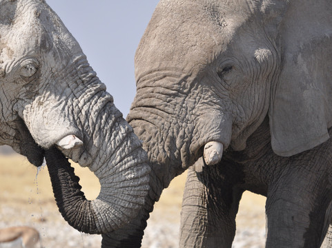 C Africa Safaris & Tours-温德和克必去景点