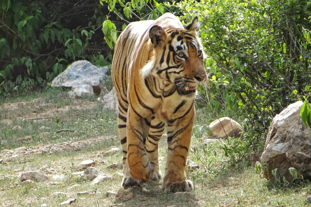 Sariska Wild Ventures-Sariska必去景点