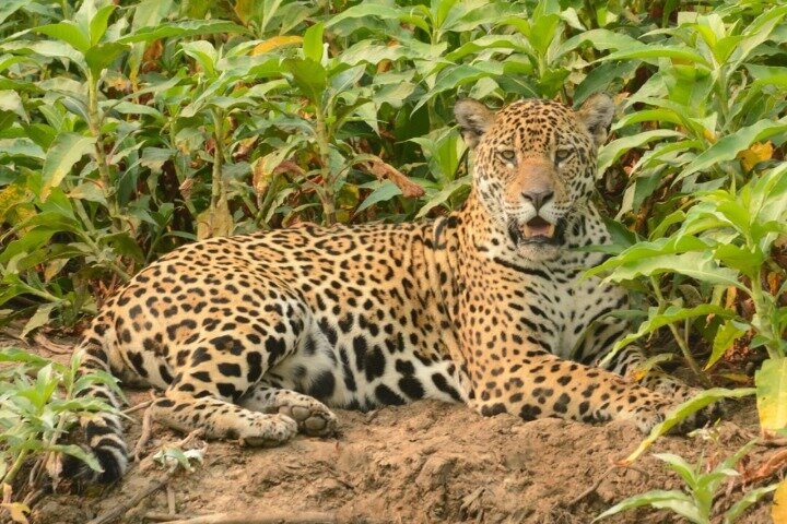 why not pantanal sul jaguar tour ?景点图片
